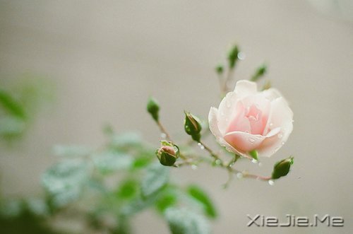 晚安心语：人生最美还是淡然 (2)