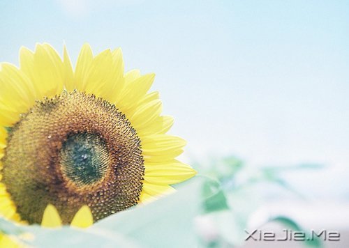 晚安心语：人生最美还是淡然 (4)