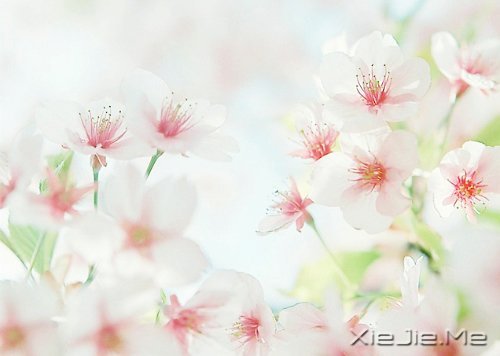 晚安心语：人生最美还是淡然 (5)