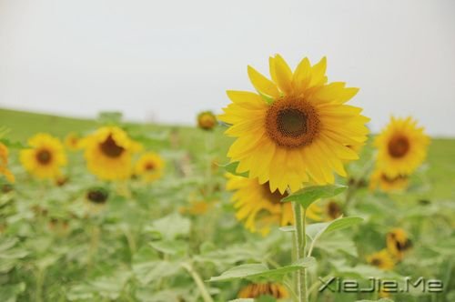 早安心语：只要你在走，总会看到进步 (6)