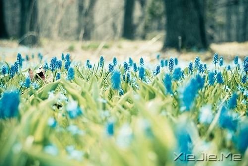 早安心语：只要你在走，总会看到进步 (8)