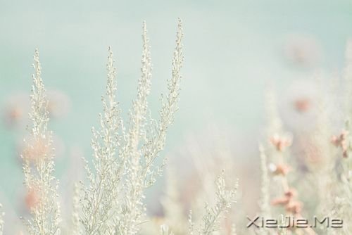 睡在向日葵上，即使沮丧，也能面朝阳光 (4)