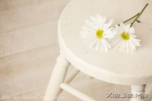 睡在向日葵上，即使沮丧，也能面朝阳光 (5)