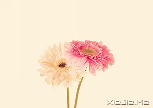 睡在向日葵上，即使沮丧，也能面朝阳光 (10)